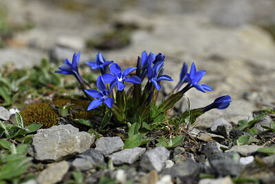 BUITEN BEELD Foto: 427696