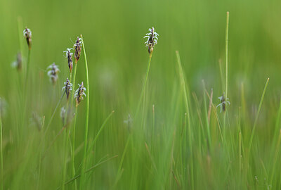 BUITEN BEELD Foto: 427697