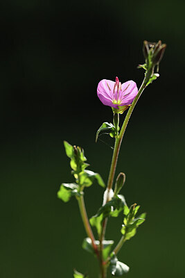 BUITEN BEELD Foto: 427710