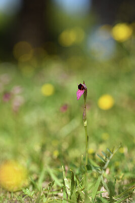 BUITEN BEELD Foto: 427717