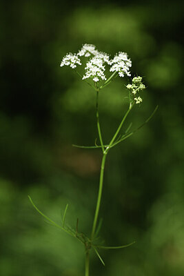 BUITEN BEELD Foto: 427721