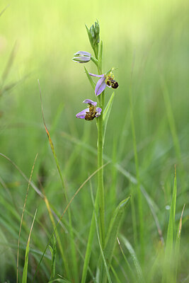 BUITEN BEELD Foto: 427729