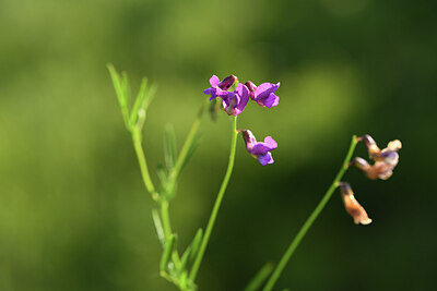 BUITEN BEELD Foto: 427735