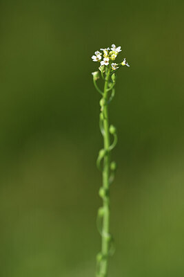 BUITEN BEELD Foto: 427746