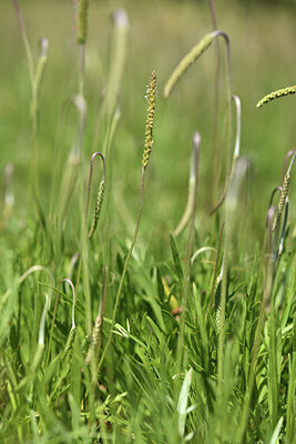 BUITEN BEELD Foto: 427749