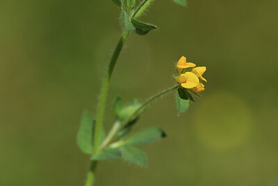 BUITEN BEELD Foto: 427763