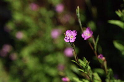 BUITEN BEELD Foto: 427766