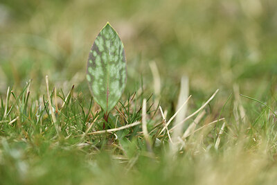 BUITEN BEELD Foto: 427767