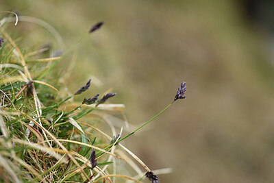 BUITEN BEELD Foto: 427770