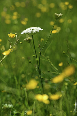 BUITEN BEELD Foto: 427774