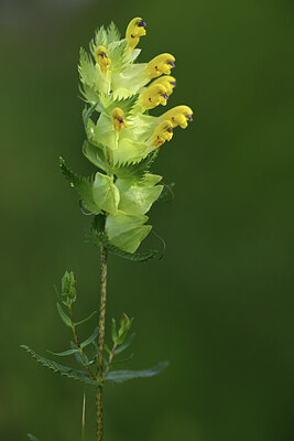 BUITEN BEELD Foto: 427775