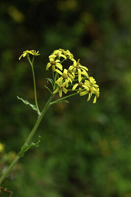 BUITEN BEELD Foto: 427787