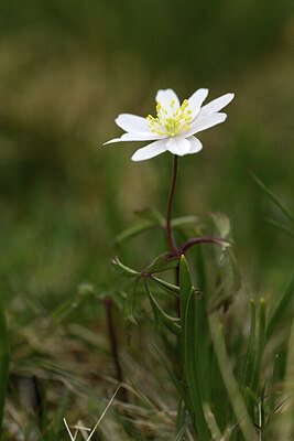 BUITEN BEELD Foto: 427788