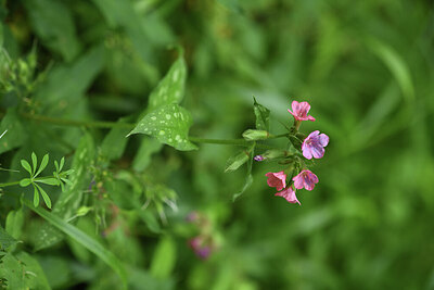 BUITEN BEELD Foto: 427794