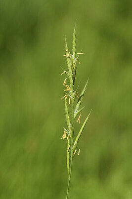 BUITEN BEELD Foto: 427796