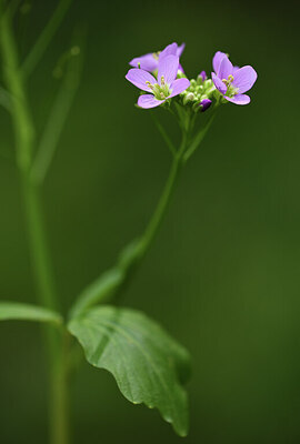 BUITEN BEELD Foto: 427804