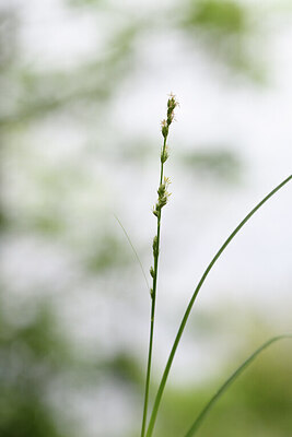 BUITEN BEELD Foto: 427811