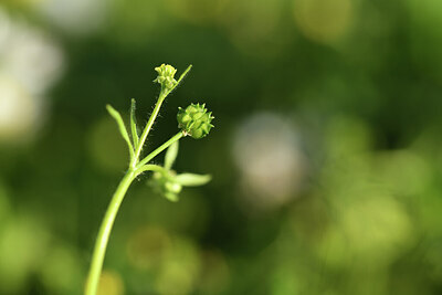 BUITEN BEELD Foto: 427820
