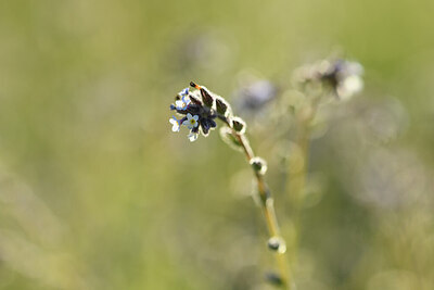 BUITEN BEELD Foto: 427824