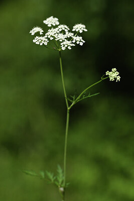 BUITEN BEELD Foto: 427829