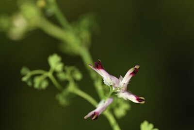 BUITEN BEELD Foto: 427837