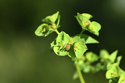 BUITEN BEELD Foto: 427839