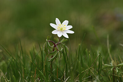 BUITEN BEELD Foto: 427840