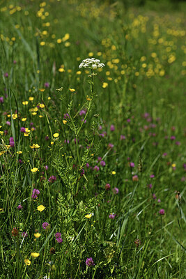 BUITEN BEELD Foto: 427841