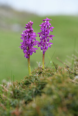 BUITEN BEELD Foto: 427856