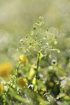 BUITEN BEELD Foto: 427857