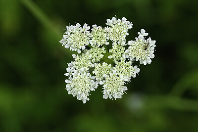 BUITEN BEELD Foto: 427867