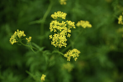 BUITEN BEELD Foto: 427871