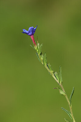 BUITEN BEELD Foto: 427875