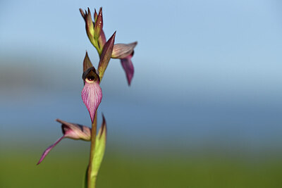 BUITEN BEELD Foto: 427879