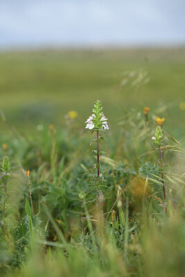 BUITEN BEELD Foto: 427883