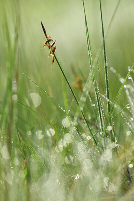 BUITEN BEELD Foto: 427885