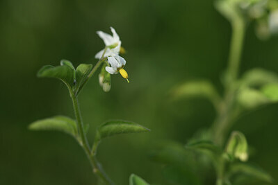 BUITEN BEELD Foto: 427901