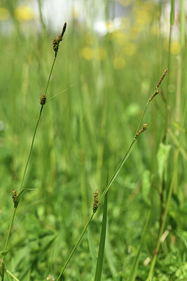 BUITEN BEELD Foto: 427903