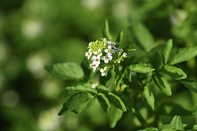BUITEN BEELD Foto: 427914
