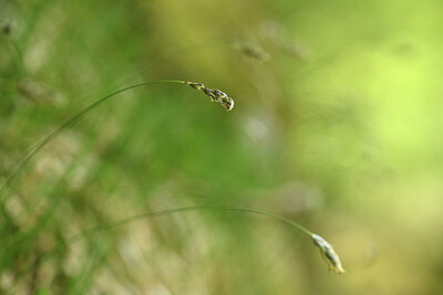 BUITEN BEELD Foto: 427918