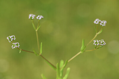 BUITEN BEELD Foto: 427927