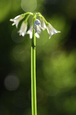 BUITEN BEELD Foto: 427937
