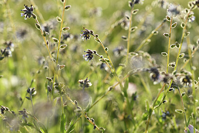 BUITEN BEELD Foto: 427940