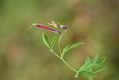 BUITEN BEELD Foto: 427944