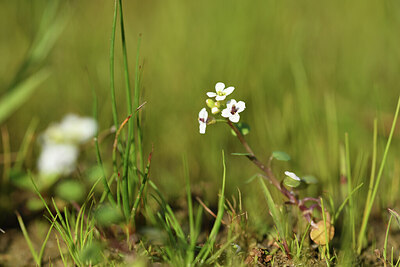 BUITEN BEELD Foto: 427945