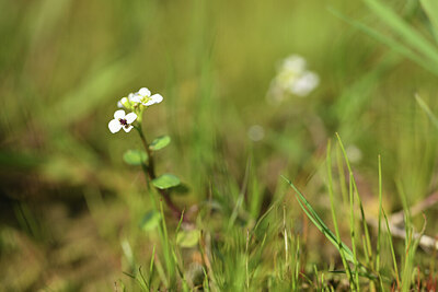 BUITEN BEELD Foto: 427946