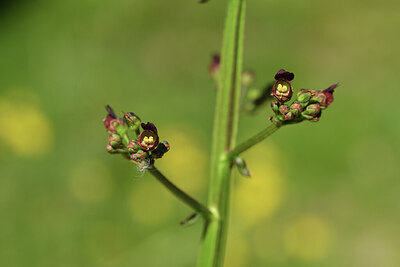 BUITEN BEELD Foto: 427954