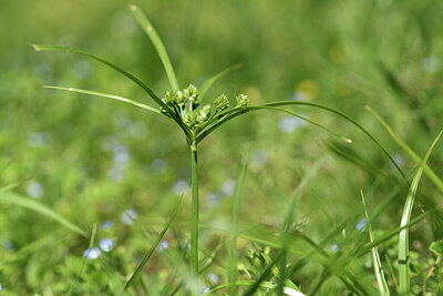 BUITEN BEELD Foto: 427957