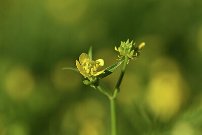 BUITEN BEELD Foto: 427959