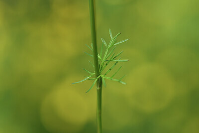 BUITEN BEELD Foto: 427976